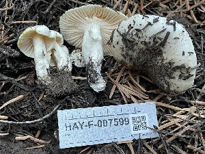  ( - HAY-F-007599)  @11 [ ] by-nc (2023) Damon Tighe Fungal Diversity Survey