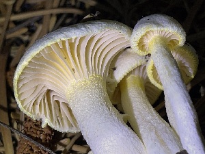 ( - HAY-F-007599)  @11 [ ] by-nc (2023) Damon Tighe Fungal Diversity Survey