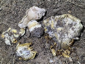 ( - HAY-F-007600)  @11 [ ] by-nc (2023) Damon Tighe Fungal Diversity Survey