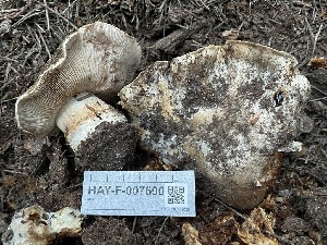  ( - HAY-F-007600)  @11 [ ] by-nc (2023) Damon Tighe Fungal Diversity Survey