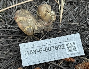  ( - HAY-F-007602)  @11 [ ] by-nc (2023) Damon Tighe Fungal Diversity Survey