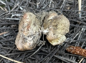  ( - HAY-F-007602)  @11 [ ] by-nc (2023) Damon Tighe Fungal Diversity Survey