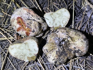  ( - HAY-F-007605)  @11 [ ] by-nc (2023) Damon Tighe Fungal Diversity Survey