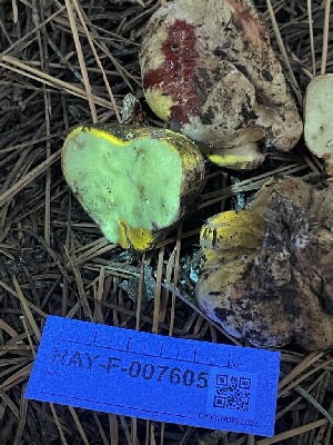  ( - HAY-F-007605)  @11 [ ] by-nc (2023) Damon Tighe Fungal Diversity Survey