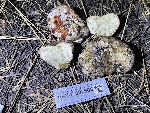  ( - HAY-F-007605)  @11 [ ] by-nc (2023) Damon Tighe Fungal Diversity Survey
