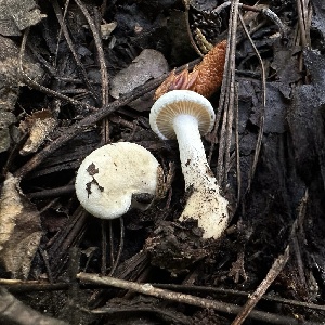  ( - HAY-F-005609)  @11 [ ] c (2023) Rudy Diaz Fungal Diversity Survey