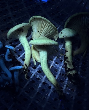  ( - HAY-F-005609)  @11 [ ] c (2023) Rudy Diaz Fungal Diversity Survey