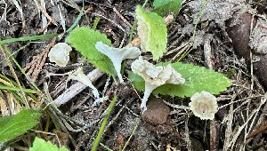  ( - HAY-F-002274)  @11 [ ] by-nc (2023) Thea Chesney Fungal Diversity Survey