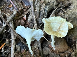  (Cotylidia - HAY-F-002274)  @11 [ ] by-nc (2023) Thea Chesney Fungal Diversity Survey