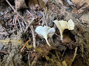  ( - HAY-F-002274)  @11 [ ] by-nc (2023) Thea Chesney Fungal Diversity Survey