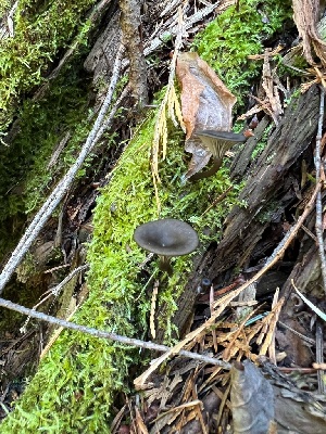  (Tricholomataceae - HAY-F-002275)  @11 [ ] by-nc (2023) Thea Chesney Fungal Diversity Survey