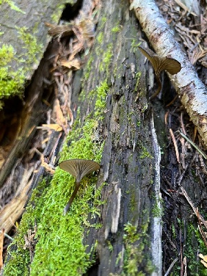  ( - HAY-F-002275)  @11 [ ] by-nc (2023) Thea Chesney Fungal Diversity Survey