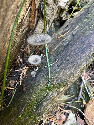  ( - HAY-F-002275)  @11 [ ] by-nc (2023) Thea Chesney Fungal Diversity Survey