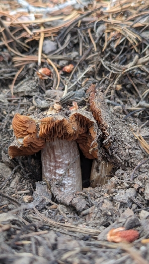  ( - HAY-F-001463)  @11 [ ] c (2023) Michelle C. Torres-Grant Fungal Diversity Survey