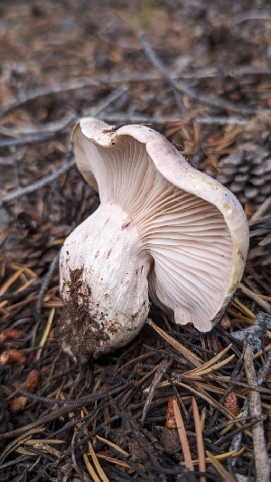  (Hygrophorus sp. purpurascens-PNW04 - HAY-F-001468)  @11 [ ] c (2023) Michelle C. Torres-Grant Fungal Diversity Survey