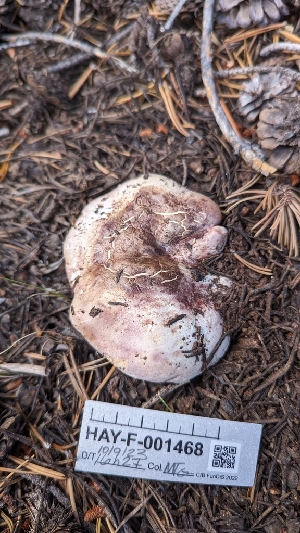  ( - HAY-F-001468)  @11 [ ] c (2023) Michelle C. Torres-Grant Fungal Diversity Survey
