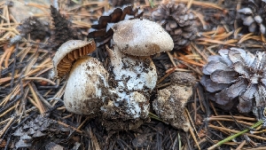  (Cortinarius sp. CA29 - HAY-F-001469)  @11 [ ] c (2023) Michelle C. Torres-Grant Fungal Diversity Survey