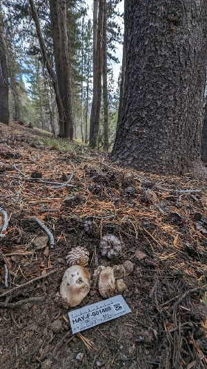  ( - HAY-F-001469)  @11 [ ] c (2023) Michelle C. Torres-Grant Fungal Diversity Survey