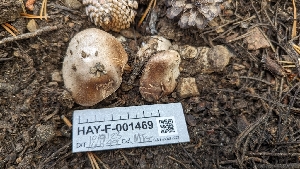  ( - HAY-F-001469)  @11 [ ] c (2023) Michelle C. Torres-Grant Fungal Diversity Survey