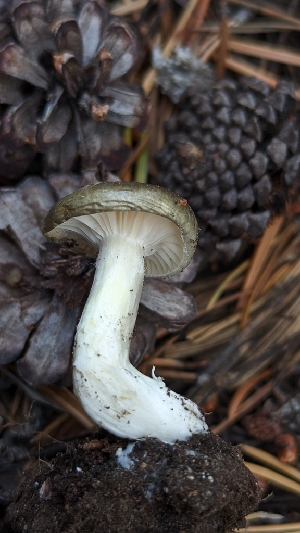  ( - HAY-F-001470)  @11 [ ] c (2023) Michelle C. Torres-Grant Fungal Diversity Survey