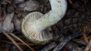  ( - HAY-F-001470)  @11 [ ] c (2023) Michelle C. Torres-Grant Fungal Diversity Survey