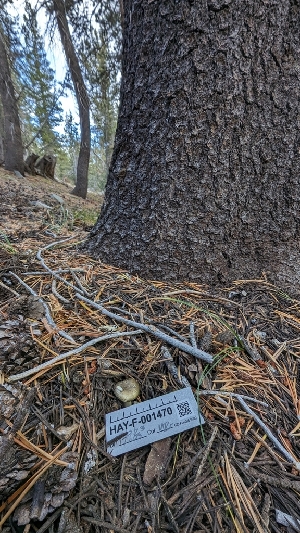  ( - HAY-F-001470)  @11 [ ] c (2023) Michelle C. Torres-Grant Fungal Diversity Survey