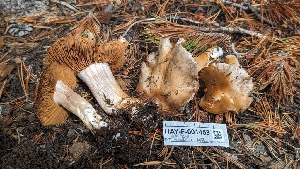  (Cortinarius sp. biveloides-CA01 - HAY-F-001458)  @11 [ ] c (2023) Michelle C. Torres-Grant Fungal Diversity Survey