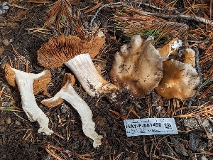  ( - HAY-F-001458)  @11 [ ] c (2023) Michelle C. Torres-Grant Fungal Diversity Survey