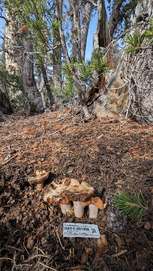  ( - HAY-F-001458)  @11 [ ] c (2023) Michelle C. Torres-Grant Fungal Diversity Survey