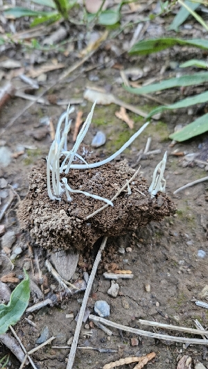 (Clavaria sp. fragilis-CA03 - HAY-F-002271)  @11 [ ] by-nc (2023) Thea Chesney Fungal Diversity Survey