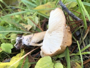  ( - HAY-F-006981)  @11 [ ] by-nc (2023) Dean Lyons Fungal Diversity Survey