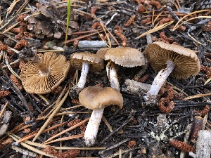  ( - HAY-F-006982)  @11 [ ] by-nc (2023) Dean Lyons Fungal Diversity Survey