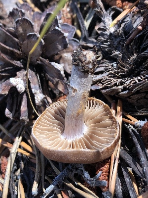  ( - HAY-F-006982)  @11 [ ] by-nc (2023) Dean Lyons Fungal Diversity Survey