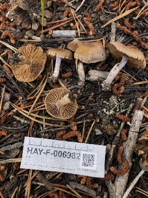  ( - HAY-F-006982)  @11 [ ] by-nc (2023) Dean Lyons Fungal Diversity Survey