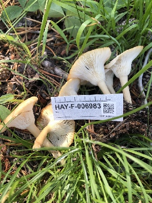  ( - HAY-F-006983)  @11 [ ] by-nc (2023) Dean Lyons Fungal Diversity Survey