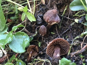  ( - HAY-F-007050)  @11 [ ] by-nc (2023) Dean Lyons Fungal Diversity Survey