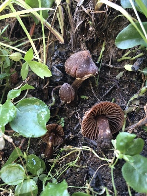  ( - HAY-F-007050)  @11 [ ] by-nc (2023) Dean Lyons Fungal Diversity Survey