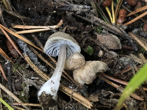  (Mycena sp. pasvikensis-CA01 - HAY-F-007048)  @11 [ ] by-nc (2023) Dean Lyons Fungal Diversity Survey