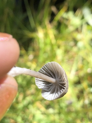  ( - HAY-F-007048)  @11 [ ] by-nc (2023) Dean Lyons Fungal Diversity Survey
