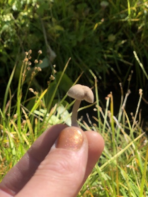 ( - HAY-F-007048)  @11 [ ] by-nc (2023) Dean Lyons Fungal Diversity Survey