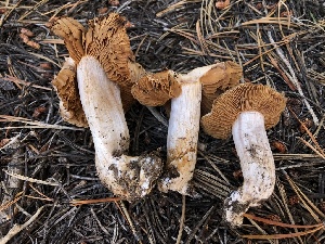  ( - HAY-F-006988)  @11 [ ] by-nc (2023) Dean Lyons Fungal Diversity Survey