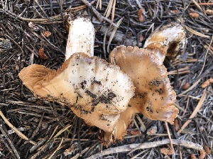  ( - HAY-F-006988)  @11 [ ] by-nc (2023) Dean Lyons Fungal Diversity Survey