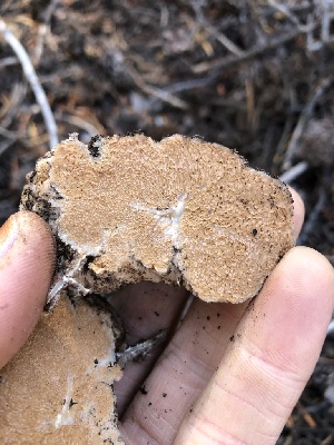  ( - HAY-F-006987)  @11 [ ] by-nc (2023) Dean Lyons Fungal Diversity Survey