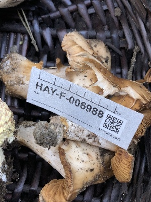  ( - HAY-F-006988)  @11 [ ] by-nc (2023) Dean Lyons Fungal Diversity Survey