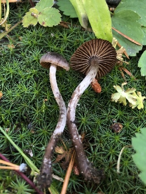  ( - HAY-F-007044)  @11 [ ] by-nc (2023) Dean Lyons Fungal Diversity Survey