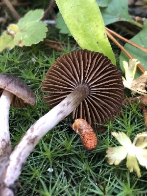  ( - HAY-F-007044)  @11 [ ] by-nc (2023) Dean Lyons Fungal Diversity Survey