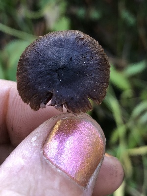  ( - HAY-F-007044)  @11 [ ] by-nc (2023) Dean Lyons Fungal Diversity Survey