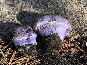  (Cortinarius velatus - HAY-F-006989)  @11 [ ] by-nc (2023) Dean Lyons Fungal Diversity Survey