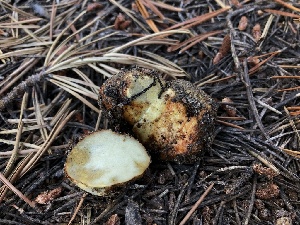  ( - HAY-F-006991)  @11 [ ] by-nc (2023) Dean Lyons Fungal Diversity Survey