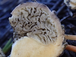  (Chroogomphus albipes - HAY-F-007043)  @11 [ ] by-nc (2023) Dean Lyons Fungal Diversity Survey